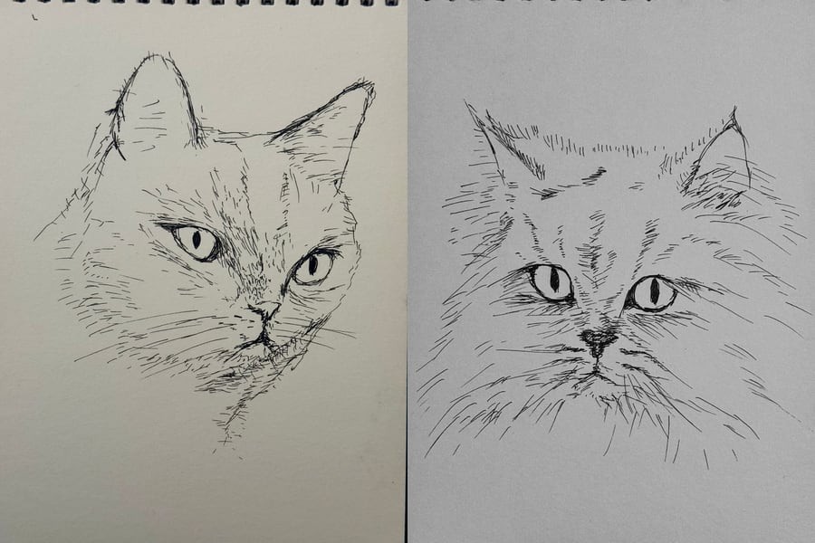 Pen Drawings - Cat